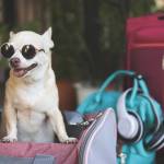 bagcarrydog Profile Picture