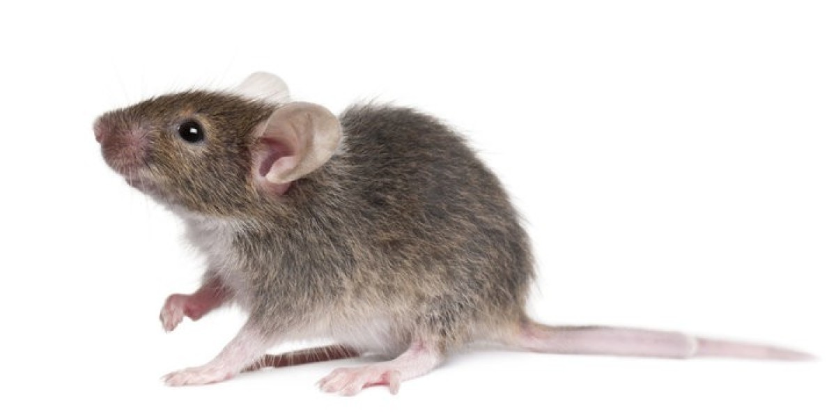 Keeping Homes Safe with Reliable Rodent Control Services in IL
