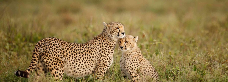 African Memorable Safaris Cover Image