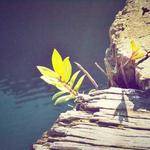 Norris Hickle Profile Picture