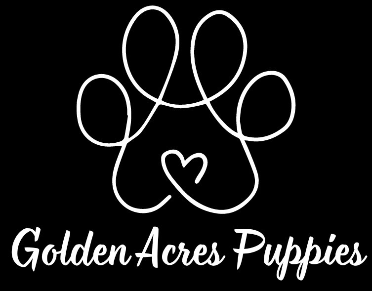 Golden Acres Puppies Profile Picture