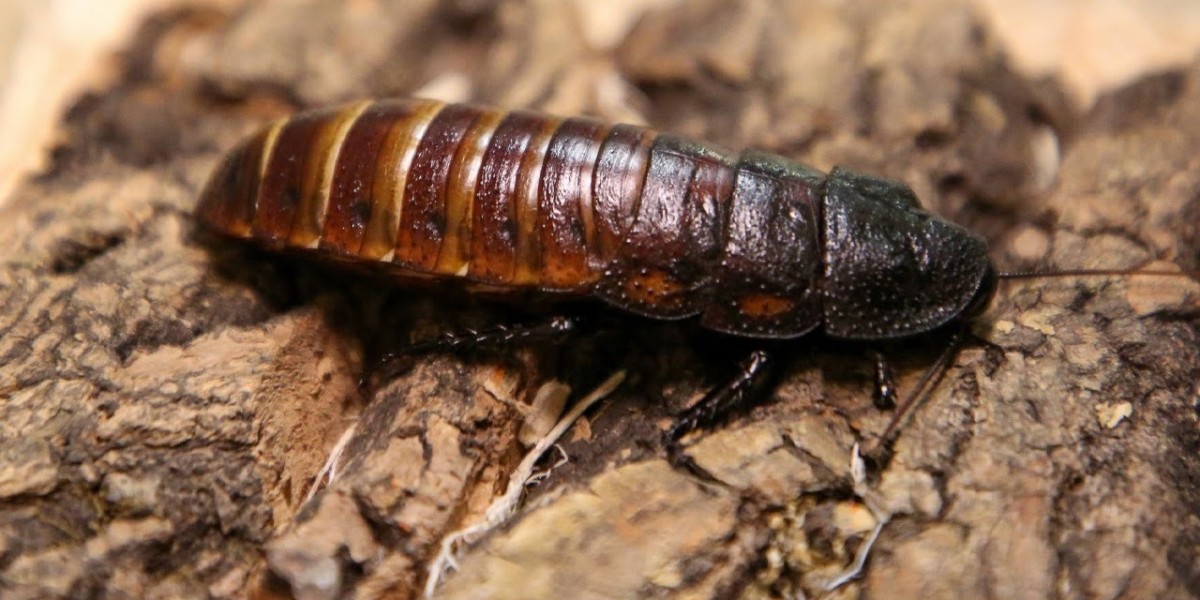 How Modern Gel Treatments Finally Solve Stubborn Roach Problems