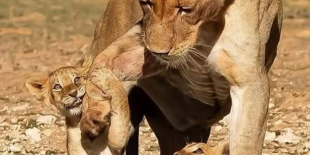 Pirates Laptop computer 7/20; Ultimate night time's stroll-off, Luis Ortiz largest check however, Tellez historical