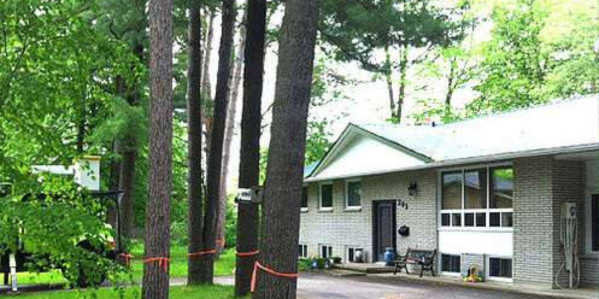 Certified Arborist Service Muskoka for Expert Tree Care