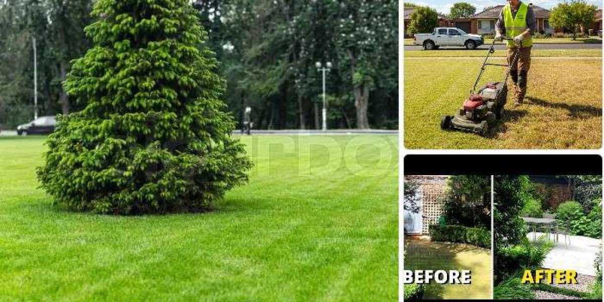 Affordable Lawn Care Solutions for a Beautiful Outdoor Space