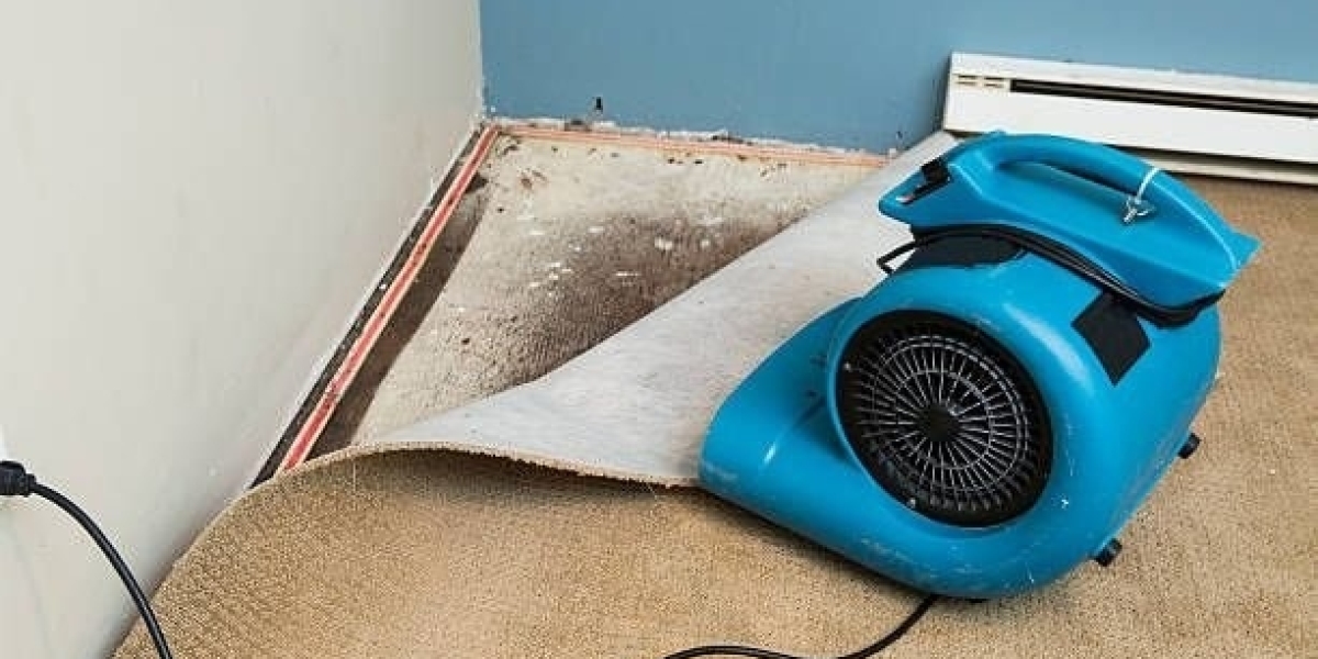 Professional Mold Remediation in Alexandria, VA: What Homeowners Need to Know