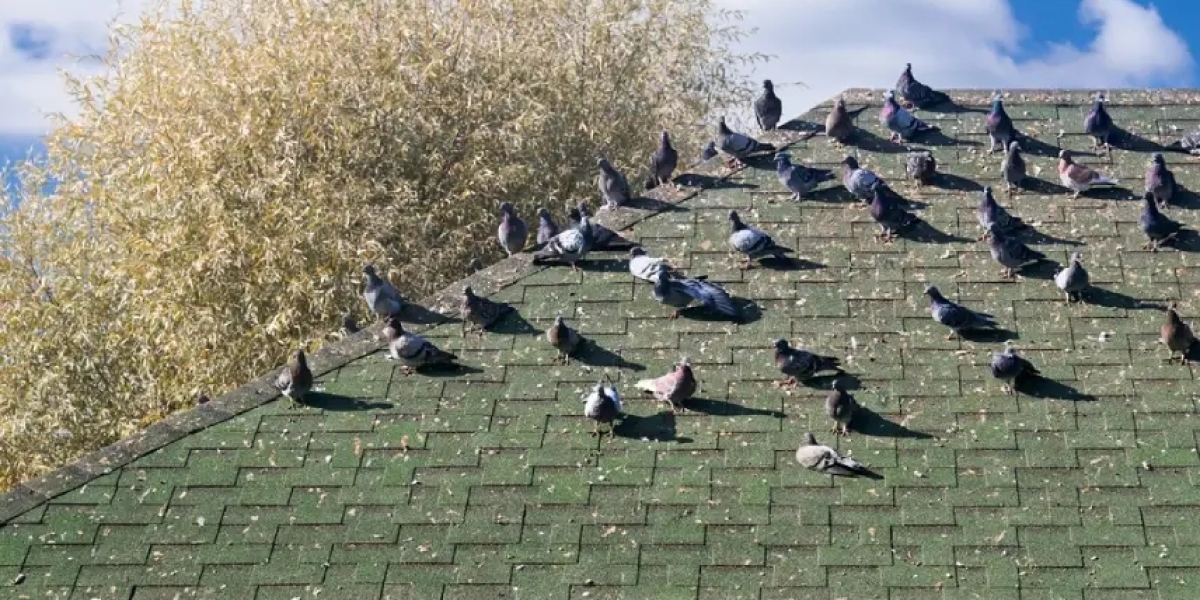 Best Service Bird Proofing Solar Panels Solutions by Tom’s Pest Control Perth