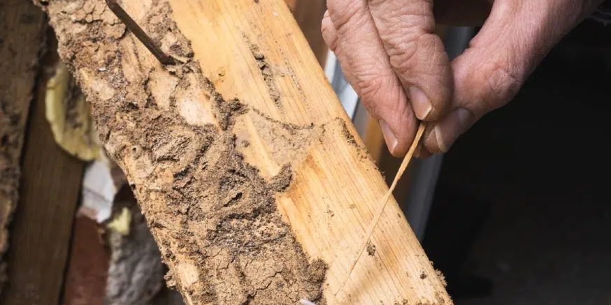 How Tom’s Pest Control Perth Provides Reliable Solutions for Effective Pest Control Perth