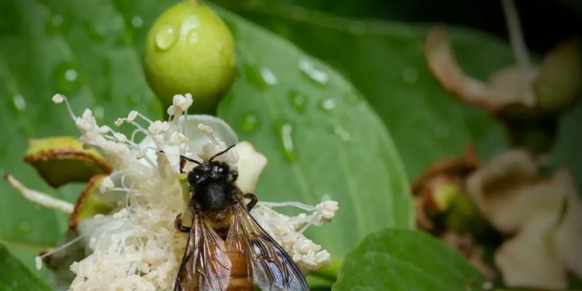 The Ultimate Guide to Stopping Fleas from Overrunning Your Home