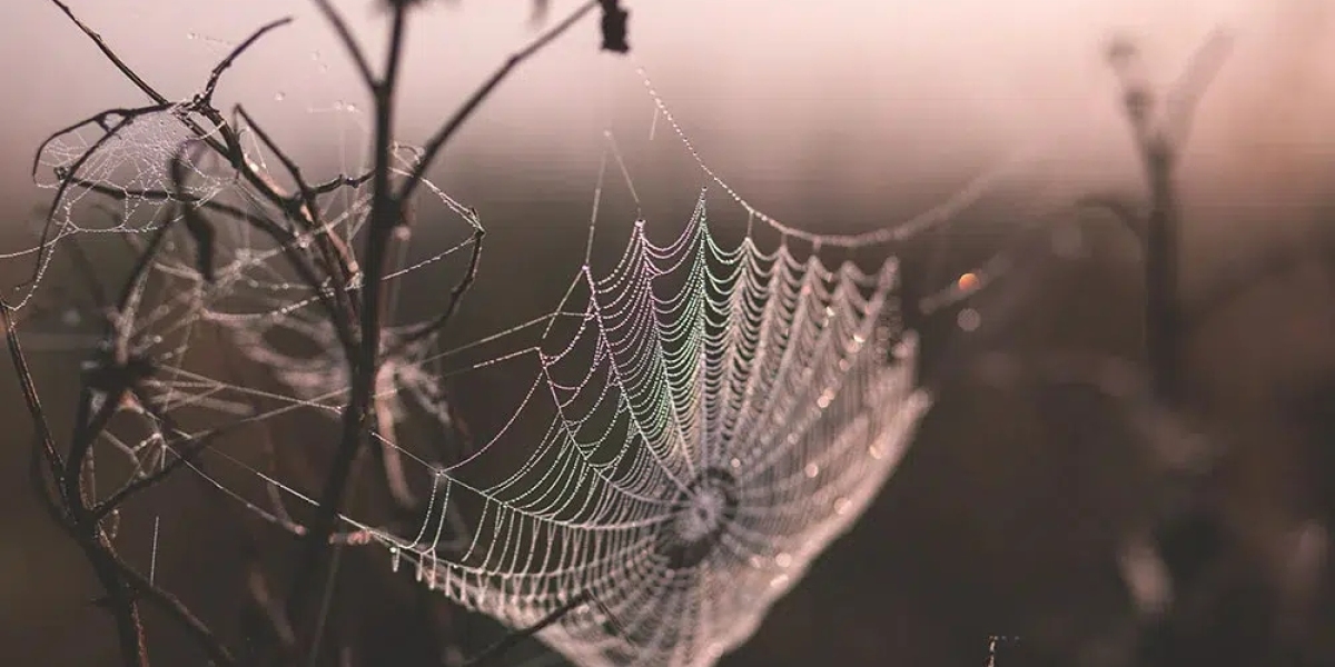 Comparison of Spider Control Sydney Solutions: Why Tom's Pest Control Sydney Stands Out