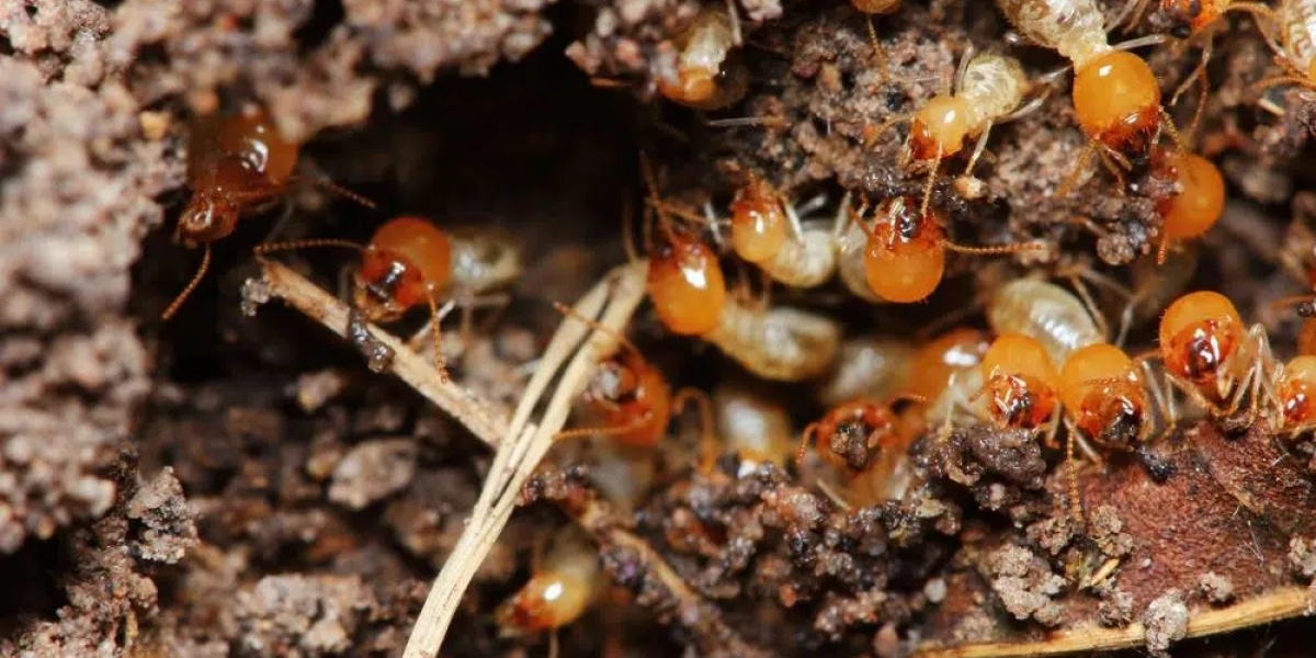 Which Termite Barrier Brisbane Solution Can Help Protect Your Property?