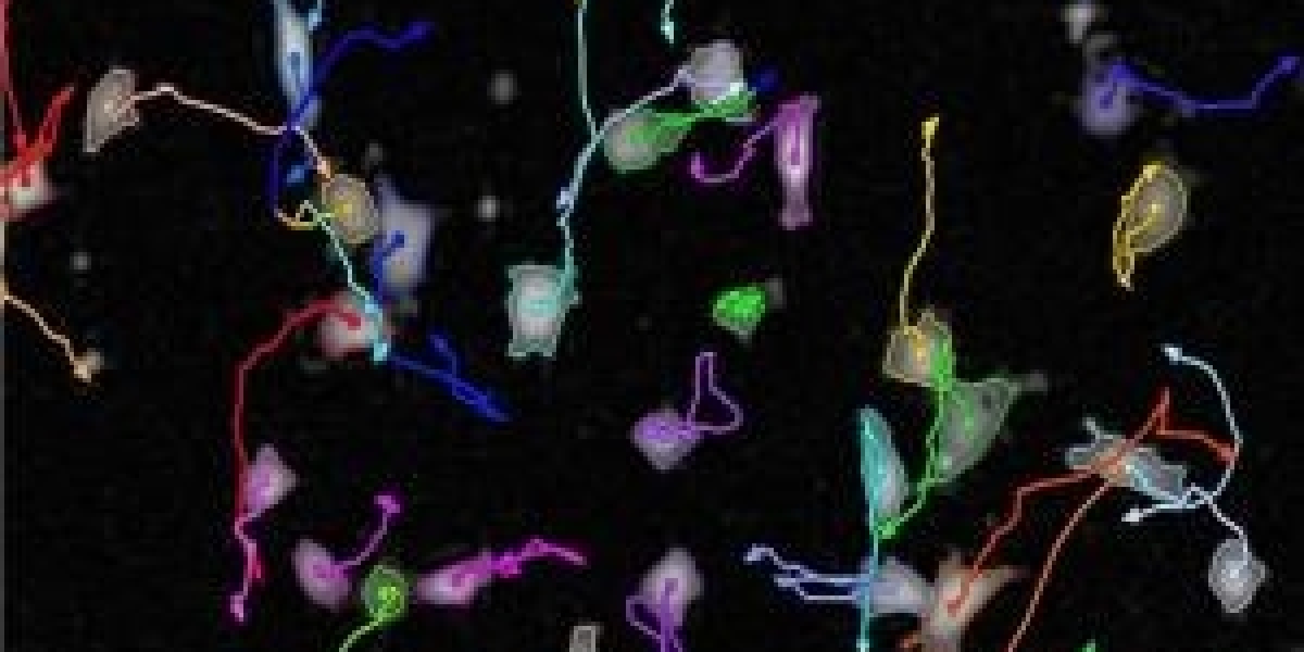 Bridging the Translational Gap in Immuno-Oncology: The Synergy of Humanized and CDX Mouse Models