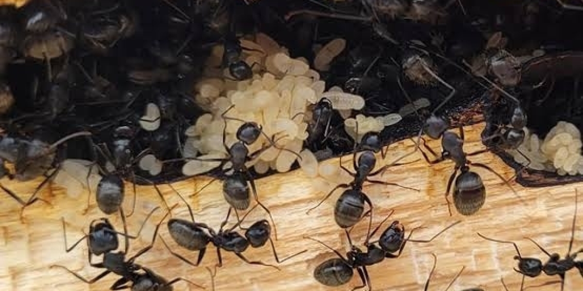Exterminator Pickering Tips for Safe Effective and Lasting Pest Control