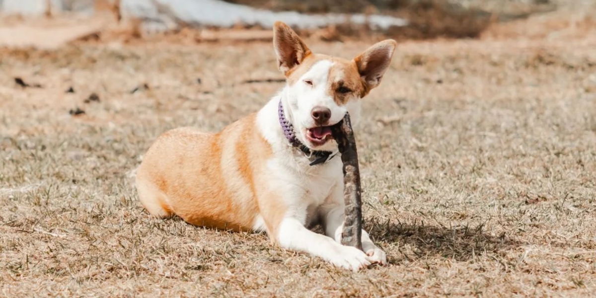 Dog Beef Chews Made from Natural Cattle Hide
