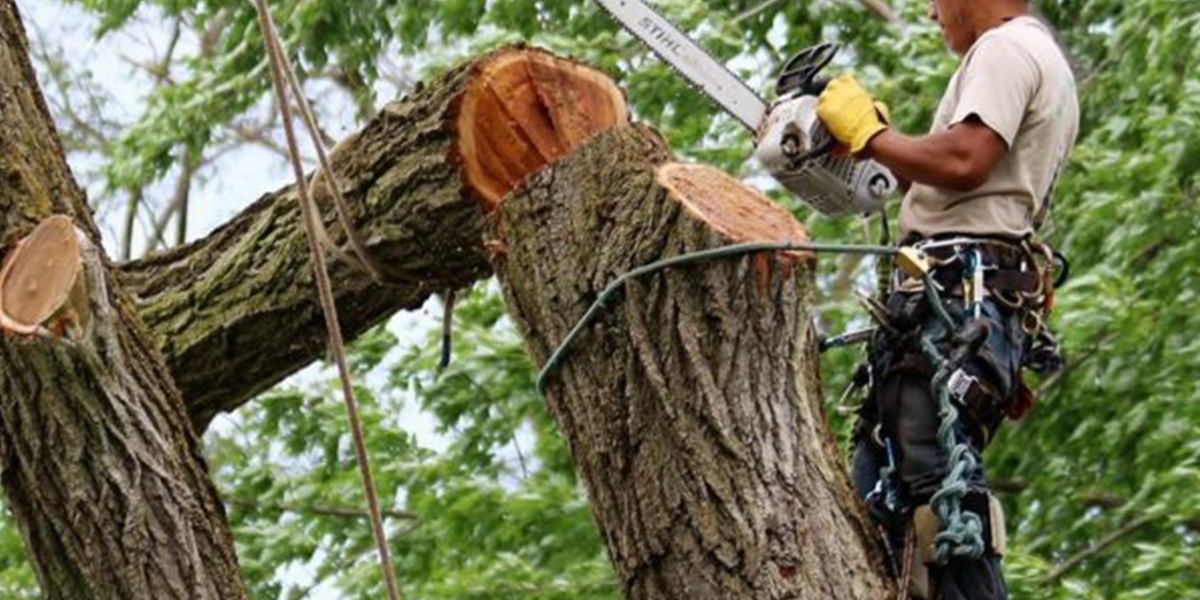 Ways to Keep Trees and Outdoor Areas Well Maintained