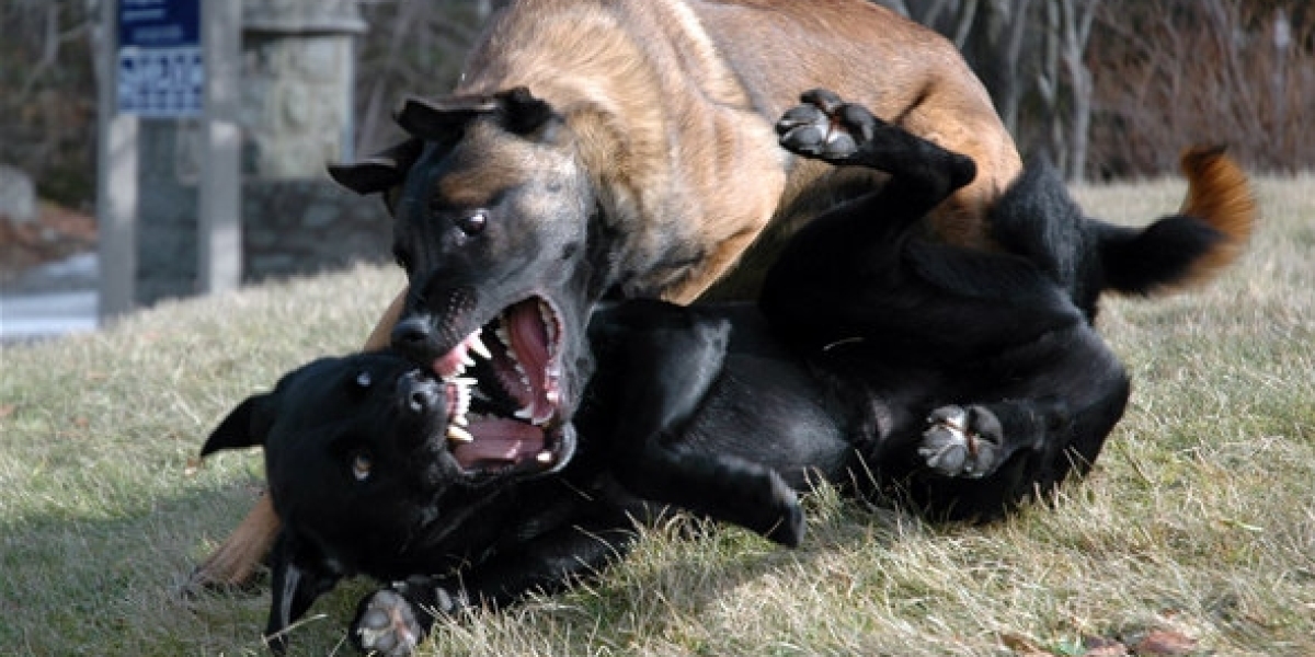 Aggressive Dog Training Manatee County: Helping Dogs Develop Safer More Appropriate Behavior
