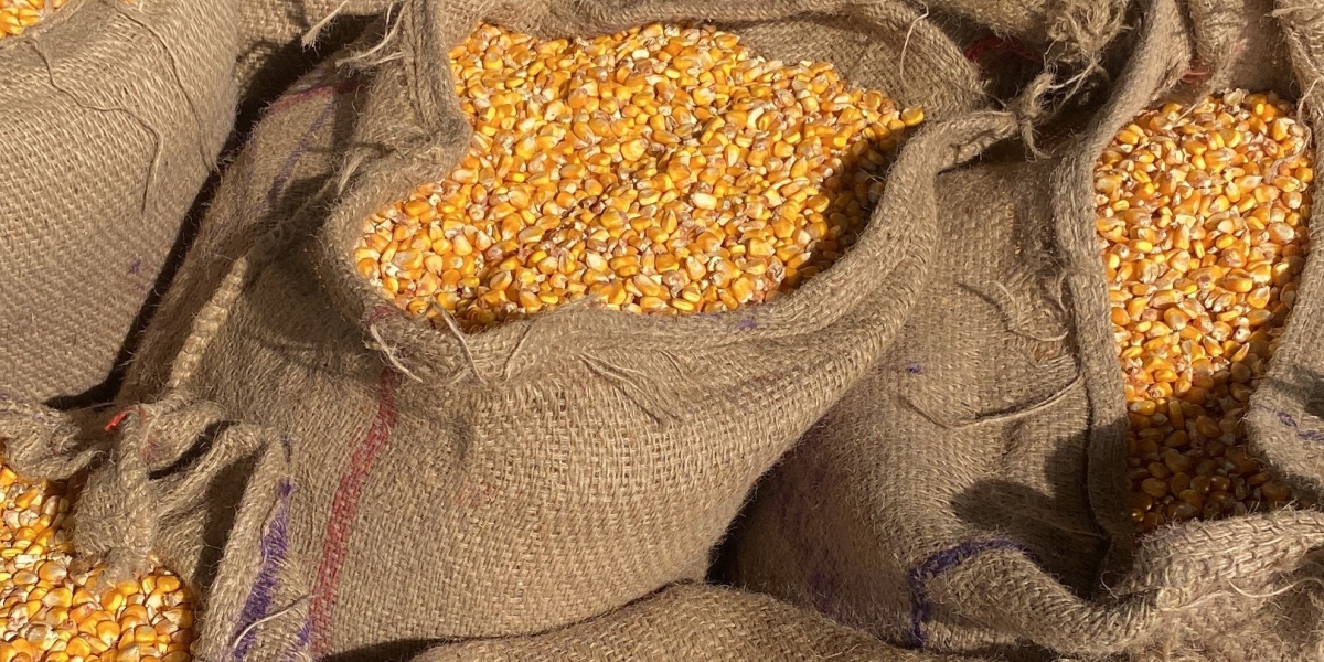 Germany Compound Feed Market Trends: The Future of Livestock Nutrition