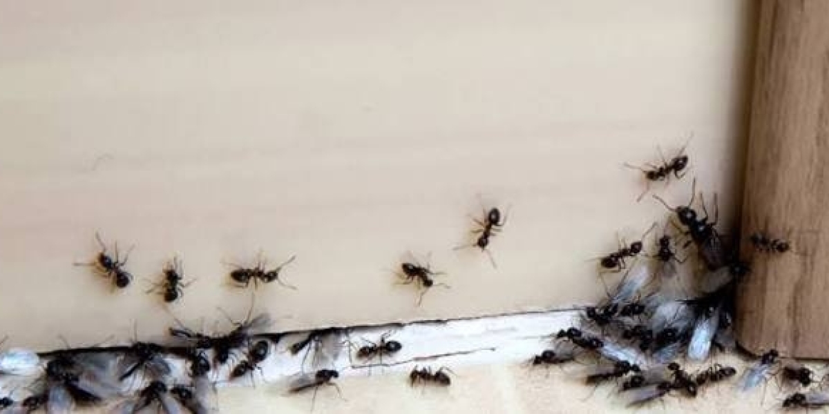 Ant Removal in Pickering Tips for a Pest Free Home