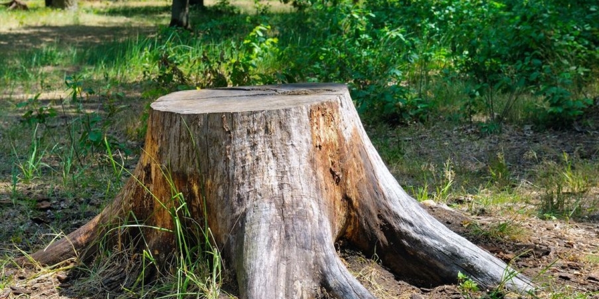 Protect Your Property With Reliable Tree Removal and Expert Care